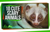 10 Cute Animals With Secretly Scary Behaviors