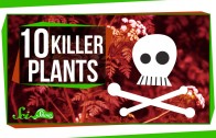 10 Plants That Could Kill You