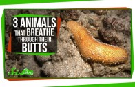 3 Animals That Breathe Through Their Butts