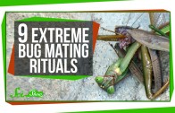 9 Extreme Bug Mating Rituals