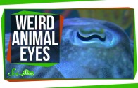 9 Weird Ways Animals See the World