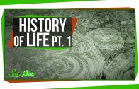 A Brief History of Life: When Life Exploded