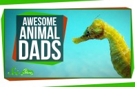 Awesome Animal Dads