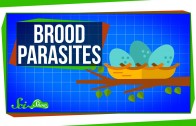 Brood Parasites