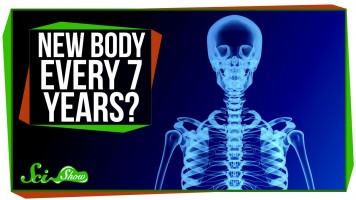 Do You Really Have a New Body Every 7 Years?