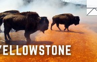 Exploring The Wild Side Of Yellowstone