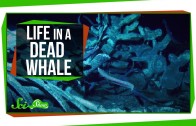 Life Inside a Dead Whale