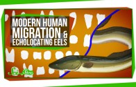 Modern Human Migration and Echolocating Eels