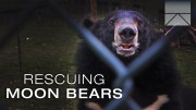 Rescuing Imprisoned Moon Bears in Vietnam