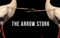 The Arrow Stork | 100 Wonders | Atlas Obscura