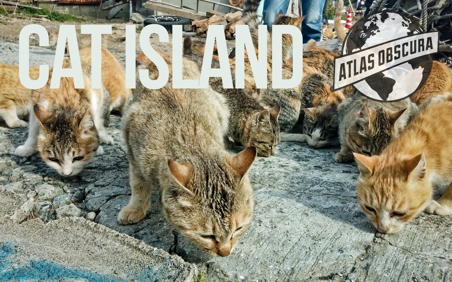 Japanese Cat Photo Book