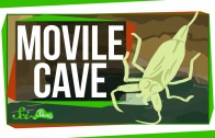 Weird Places: Movile Cave