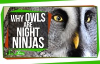 Why Owls Are Night Ninjas