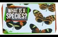 What Makes a Species a Species?