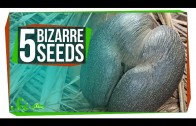5 of the World’s Most Bizarre Seeds