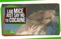 Mice That Resist Cocaine Addiction