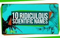 10 Ridiculous Scientific Names