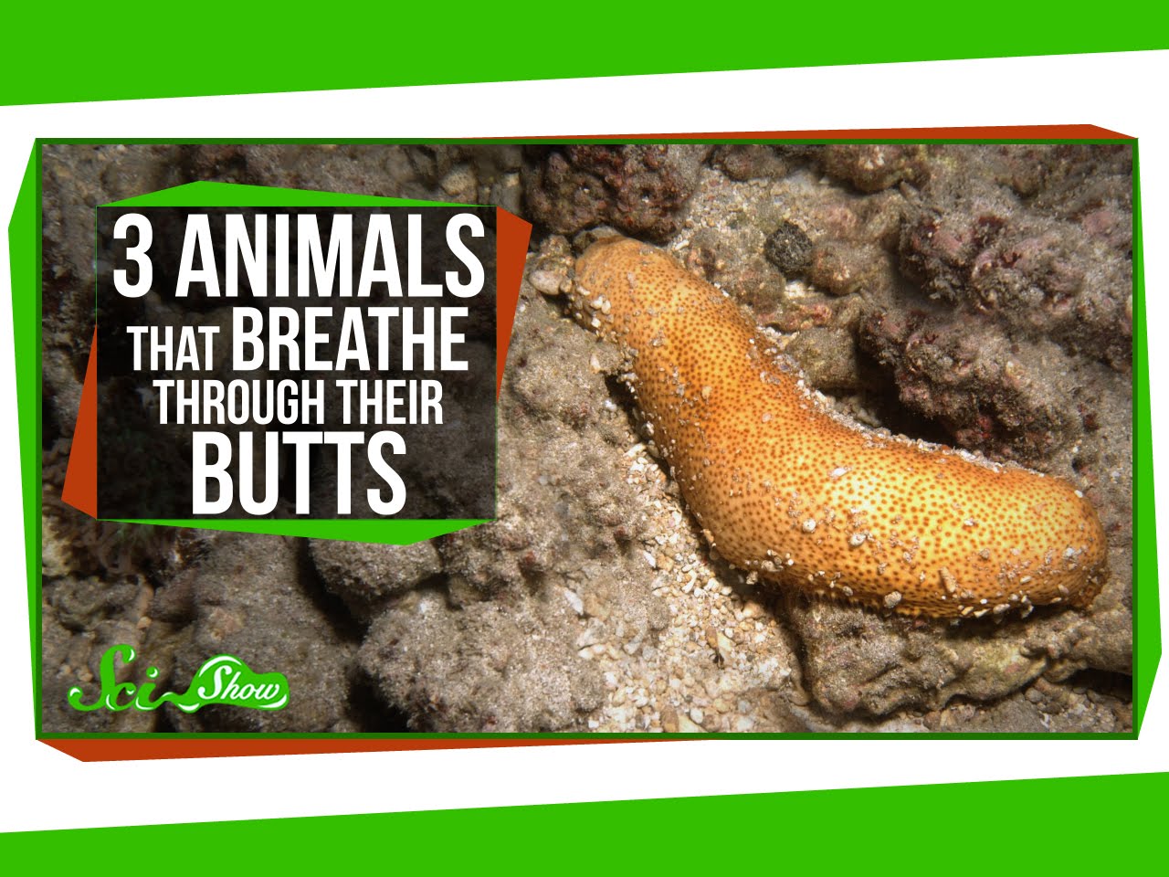 3 Animals That Breathe Through Their Butts ERA Observer