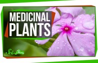 4 Plants That Are Great for Humans