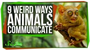 9 Weird Ways Animals Communicate
