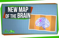 A New Map of the Human Brain!