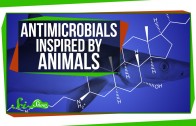 Antimicrobials Inspired by Animals