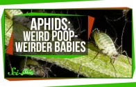 Aphids: Weird Poop, Weirder Babies