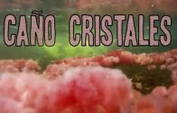 Caño Cristales: Colombia’s River of Many Colors