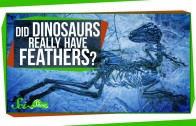 Did Dinosaurs Really Have Feathers?