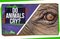 Do Animals Cry?
