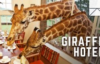 Eating Breakfast With Giraffes In Africa