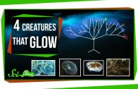 Four Creatures That Glow