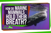 How Do Marine Mammals Hold Their Breath For So Long?