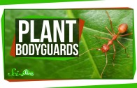How Plants Attract Bodyguards