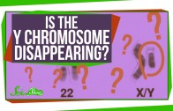 Is the Y Chromosome Disappearing?
