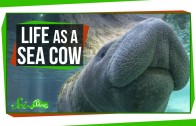 Life as a Sea Cow