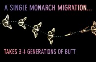 Monarch Migration | Invisible Worlds | Atlas Obscura