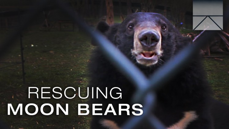 Rescuing Imprisoned Moon Bears in Vietnam | ERA Observer