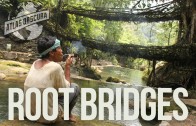 Root Bridges | 100 Wonders | Atlas Obscura