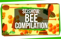 SciShow: Bees Compilation