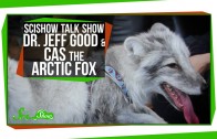 SciShow Talk Show: Dr. Jeff Good & Cas the Arctic Fox