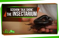 SciShow Talk Show: The Insectarium with Olivia Gordon