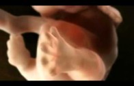 Sperm to Baby – Spermden Bebeğe…