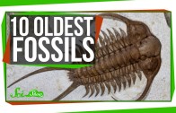 The 10 Oldest Fossils, and What They Say About Evolution