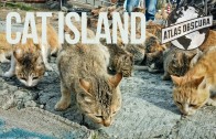 The Cat Islands of Japan | 100 Wonders | Atlas Obscura