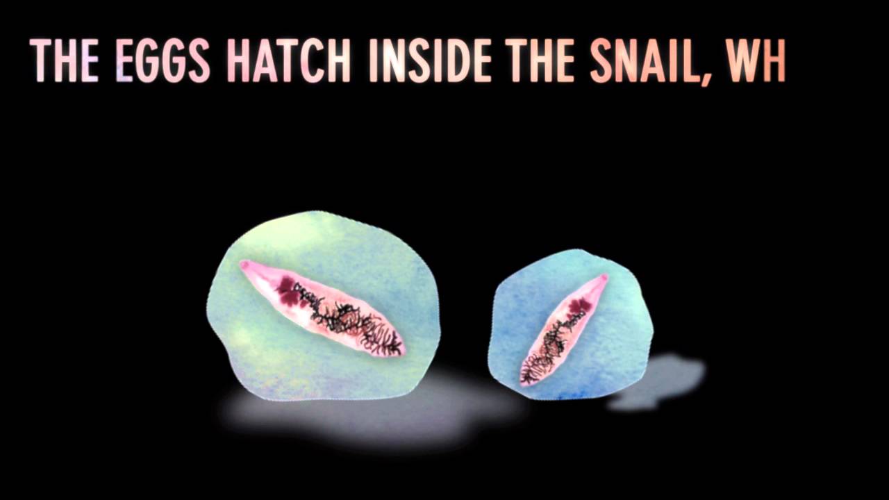 The Lancet Liver Fluke Invisible Worlds Atlas Obscura ERA Observer