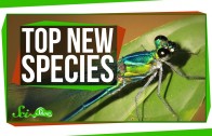 Top New Species for 2016, and a Perching Robot!