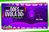 What Does Your Uvula Do?