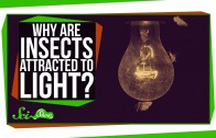 Why are Insects Attracted to Light?