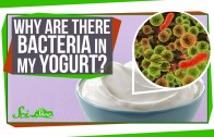 Why Are There Bacteria In My Yogurt?